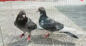 Racer Pigeon (New Adult)