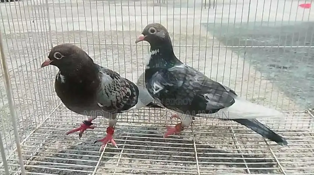 Racer Pigeon (New Adult)