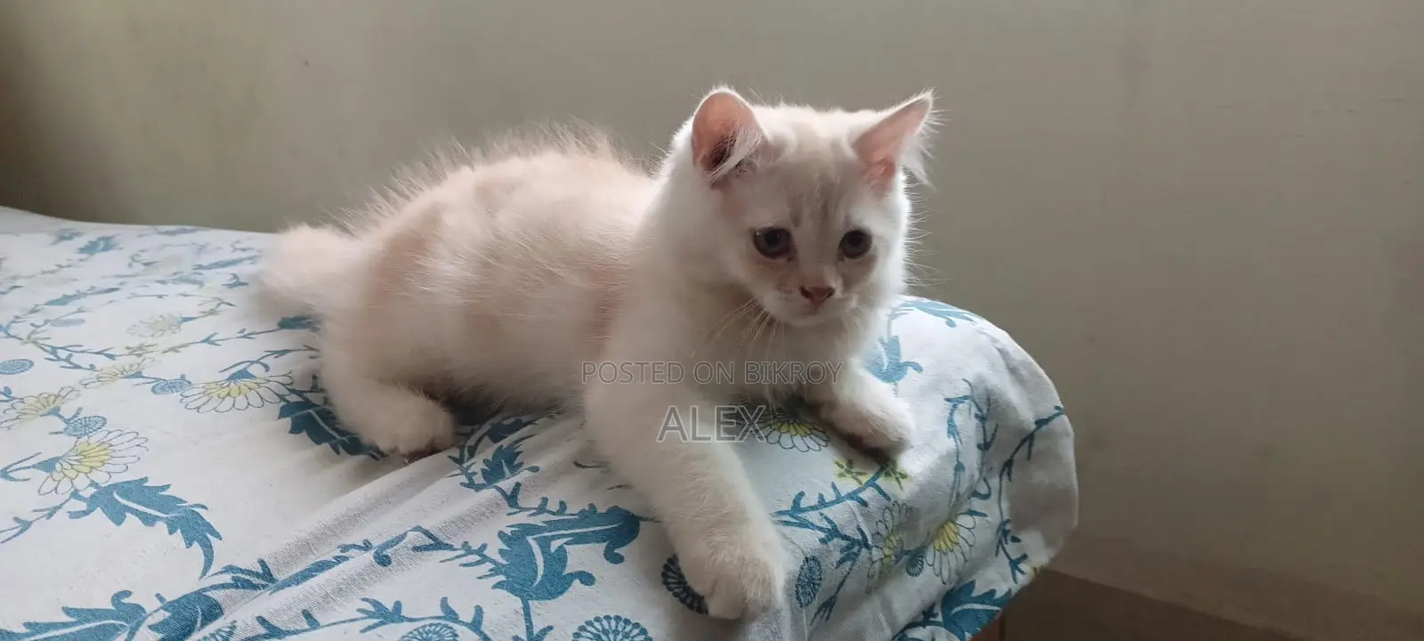 Persian cat