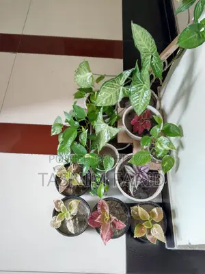 All Plants For Sale Together.
