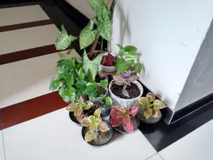 All Plants For Sale Together.