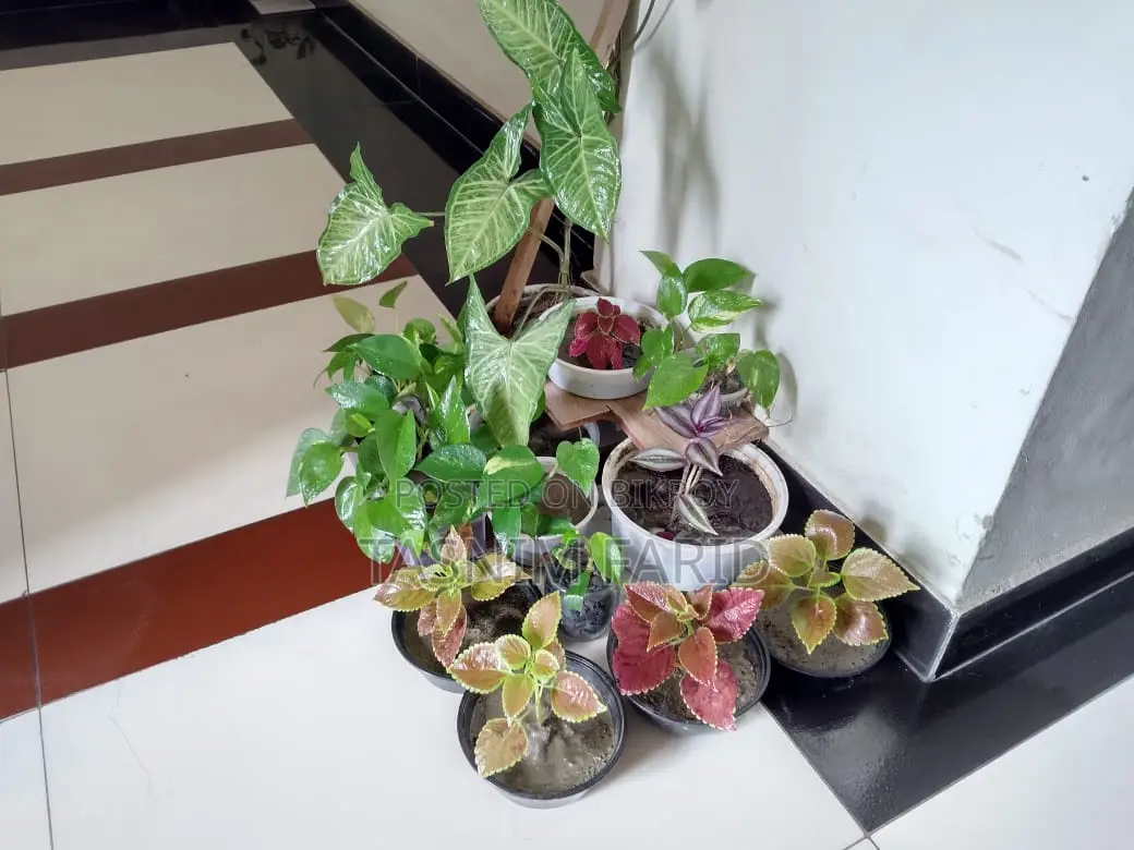 All Plants For Sale Together.