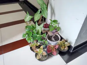 All Plants For Sale Together.