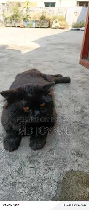 Persian Cat