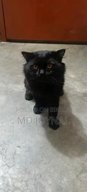 Persian Cat