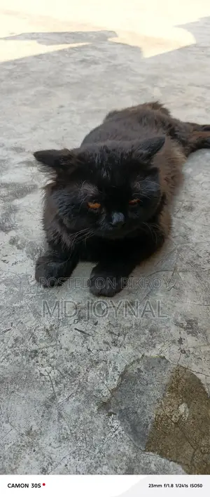 Persian Cat