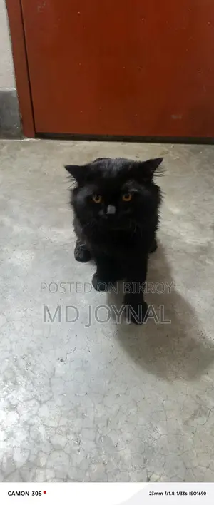 Persian Cat
