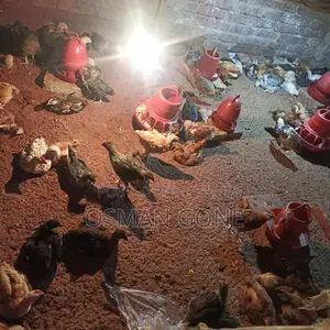 Original Tiger Chicken