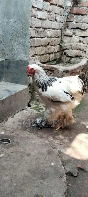 ব্রাহমা মুরগি