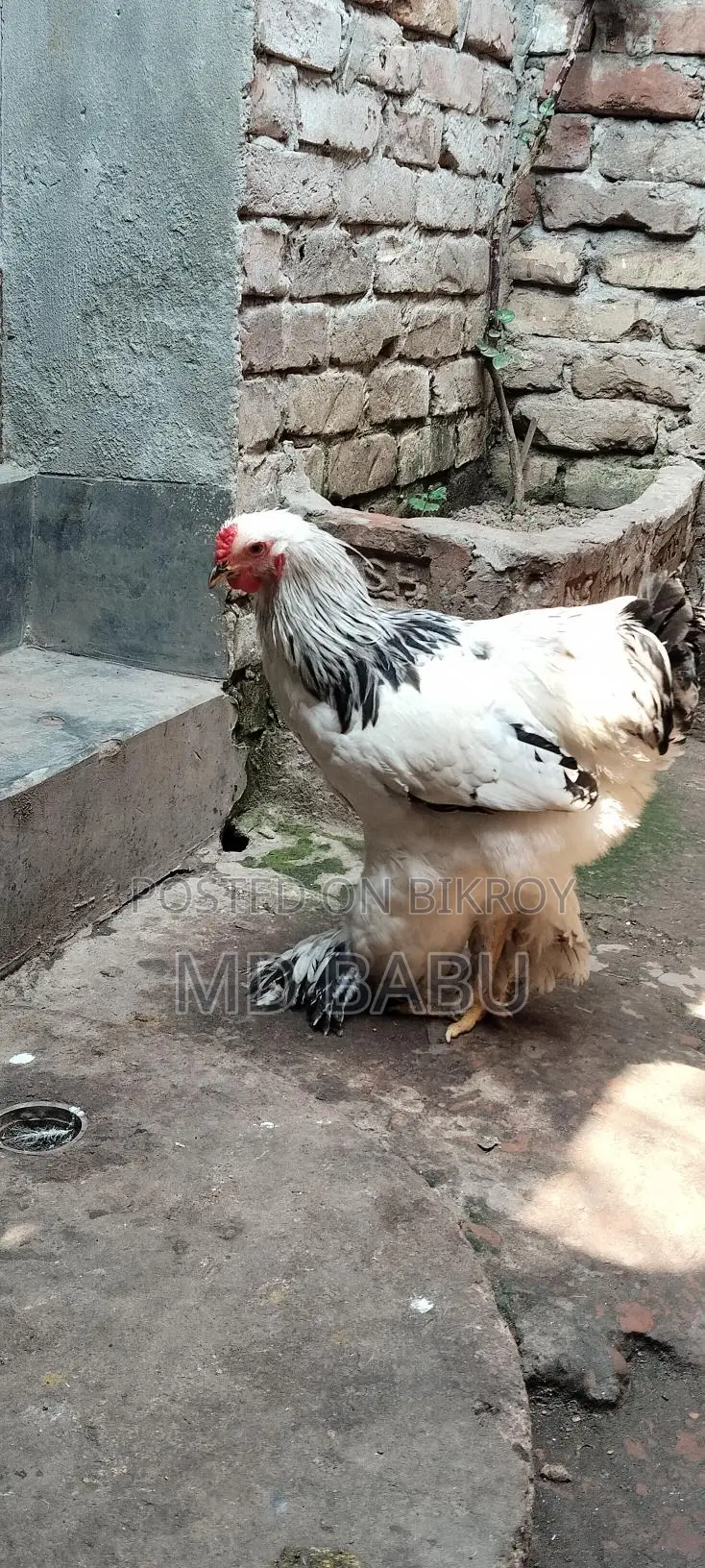 ব্রাহমা মুরগি