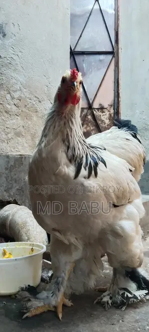 ব্রাহমা মুরগি