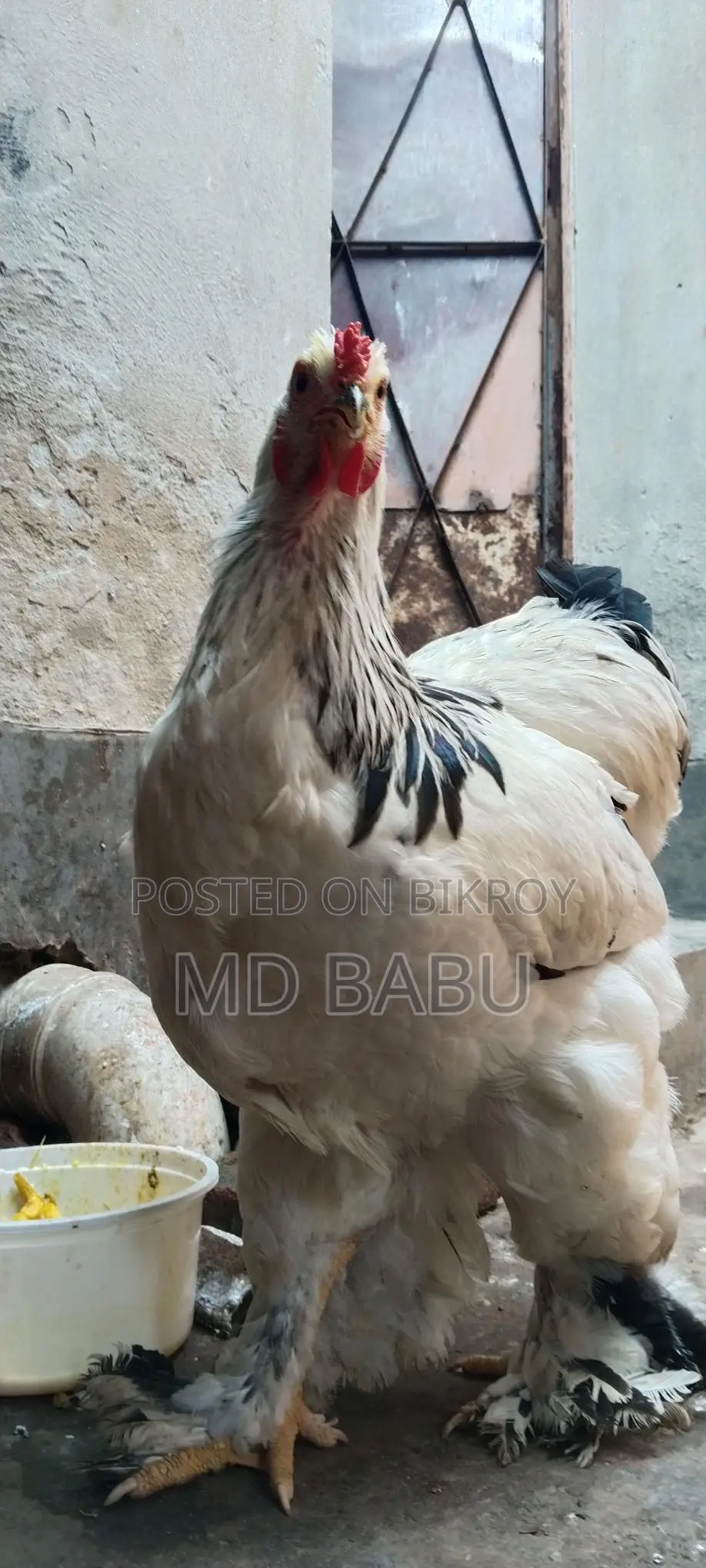 ব্রাহমা মুরগি