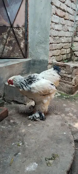 ব্রাহমা মুরগি
