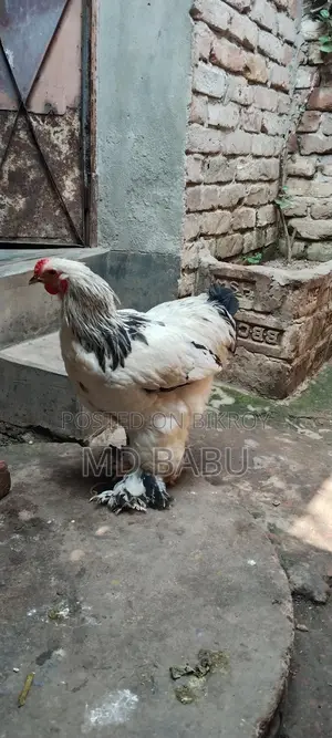 ব্রাহমা মুরগি