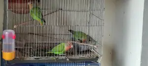 ৩ টি লাভ বার্ড বিক্রি করা হবে।