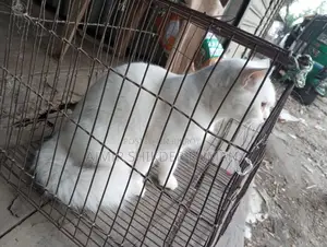Cat for Sale