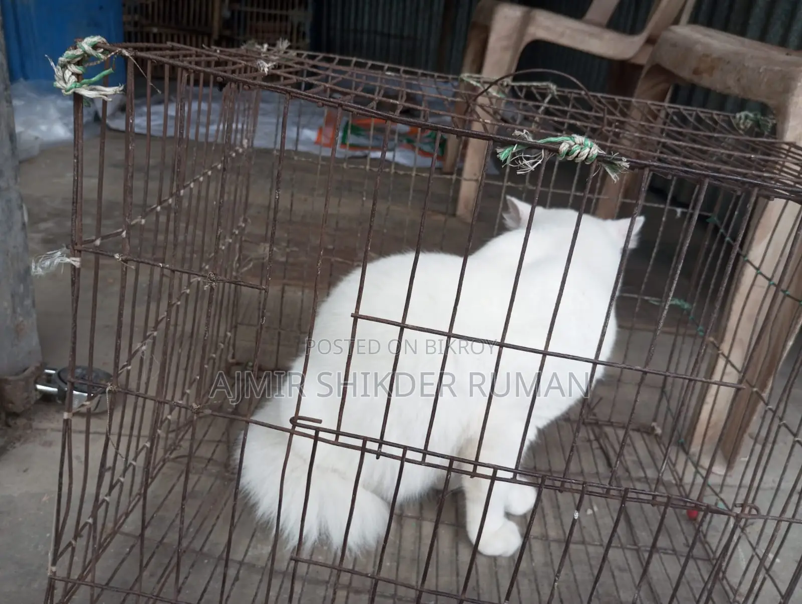 Cat for Sale