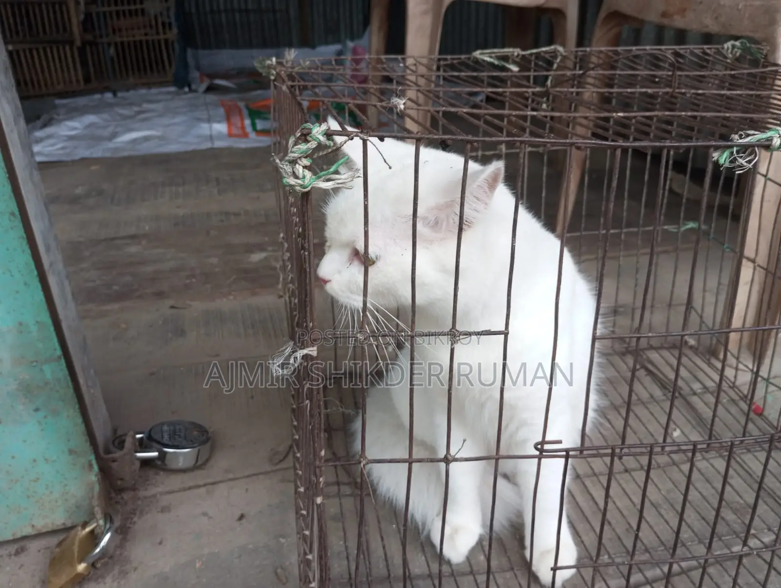 Cat for Sale