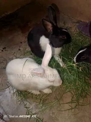 একজোড়া খরগোশ