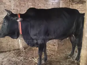 A large cow for sale
