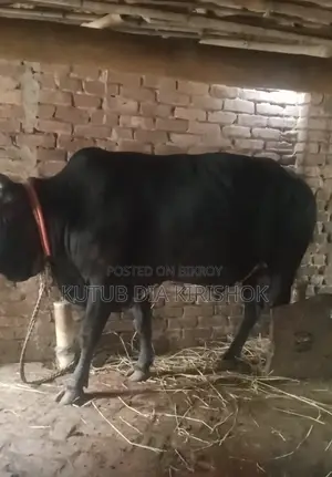 A large cow for sale