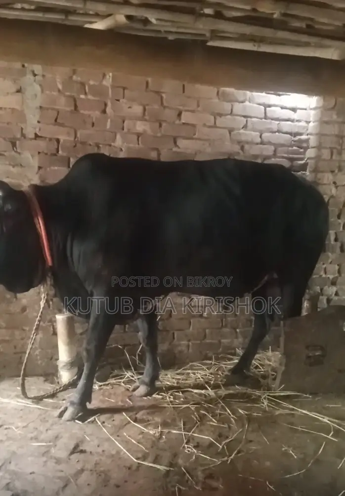 A large cow for sale