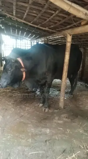 A large cow for sale