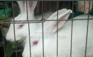 খরগোশ