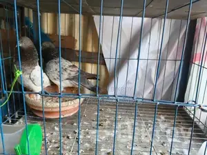 জোরা ৩৷ বিক্রি করা হবে