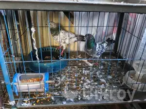 জোরা ৩৷ বিক্রি করা হবে