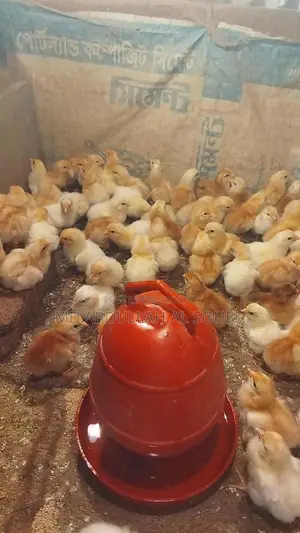 লাল লেয়ার মুরগির বাচ্চা