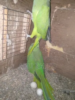 মাস্টার পিয়ার বিক্রি হবে ডিমসহ