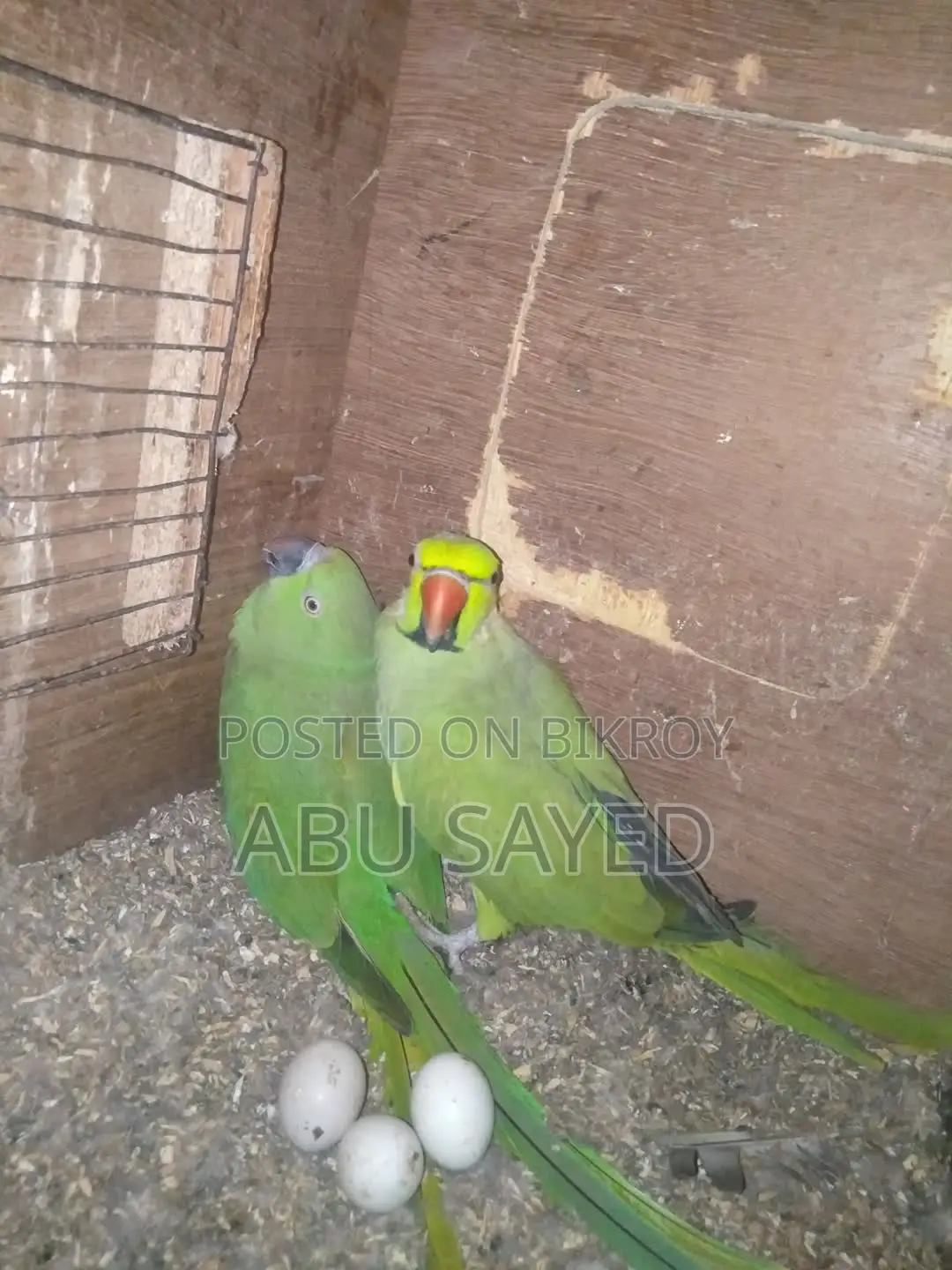 মাস্টার পিয়ার বিক্রি হবে ডিমসহ