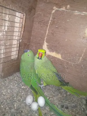 মাস্টার পিয়ার বিক্রি হবে ডিমসহ