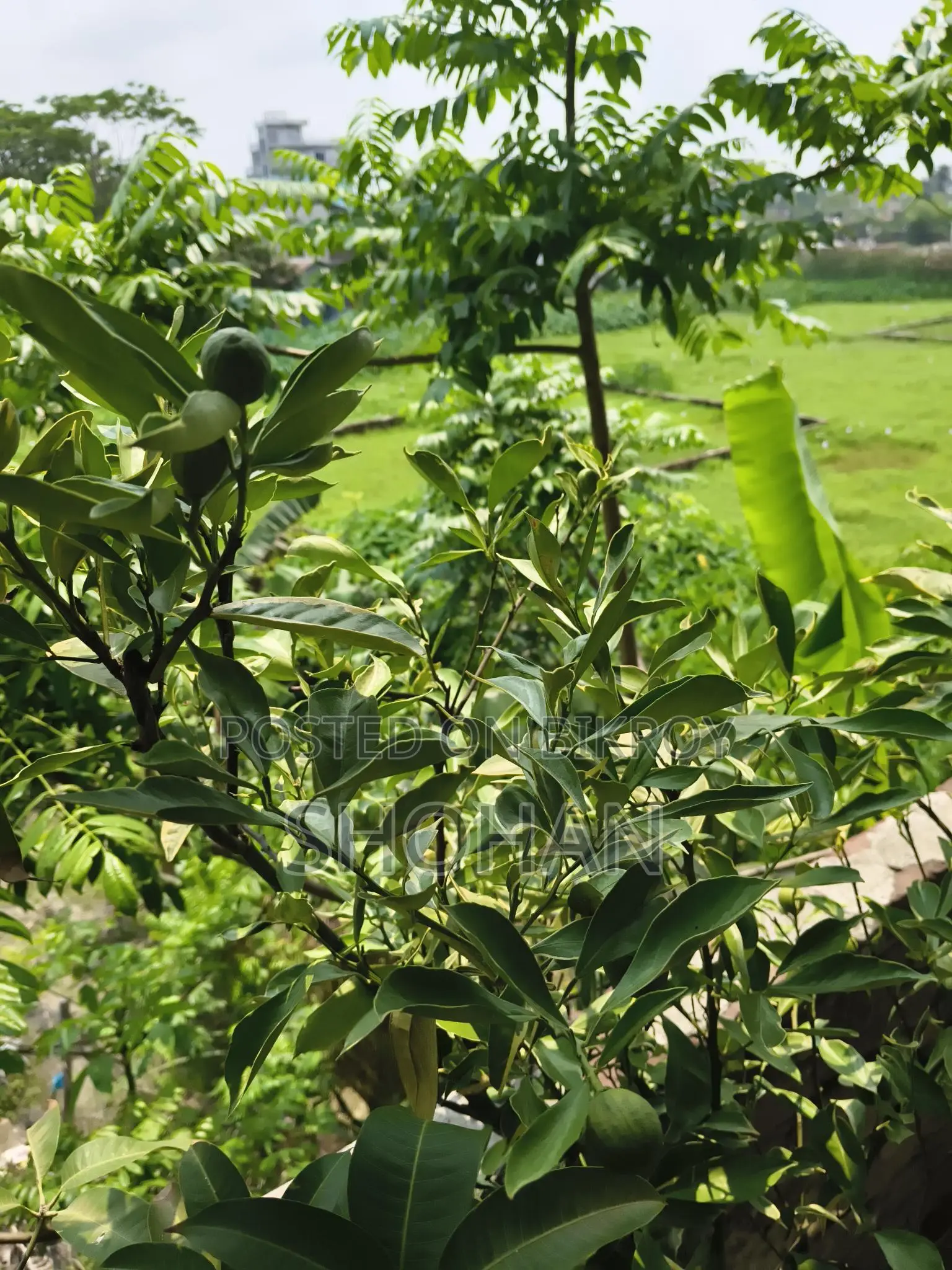 ফল ও টব সহ কাশ্মীরী মাল্টা চারা