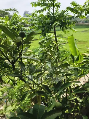 ফল ও টব সহ কাশ্মীরী মাল্টা চারা