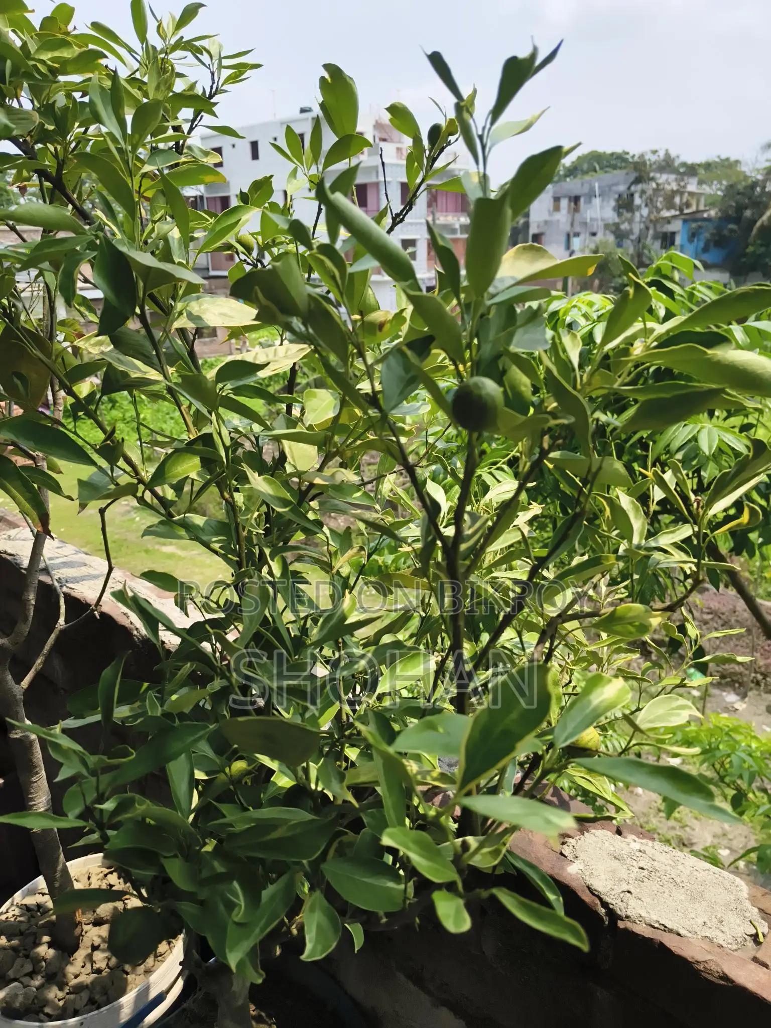 ফল ও টব সহ কাশ্মীরী মাল্টা চারা