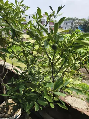 ফল ও টব সহ কাশ্মীরী মাল্টা চারা