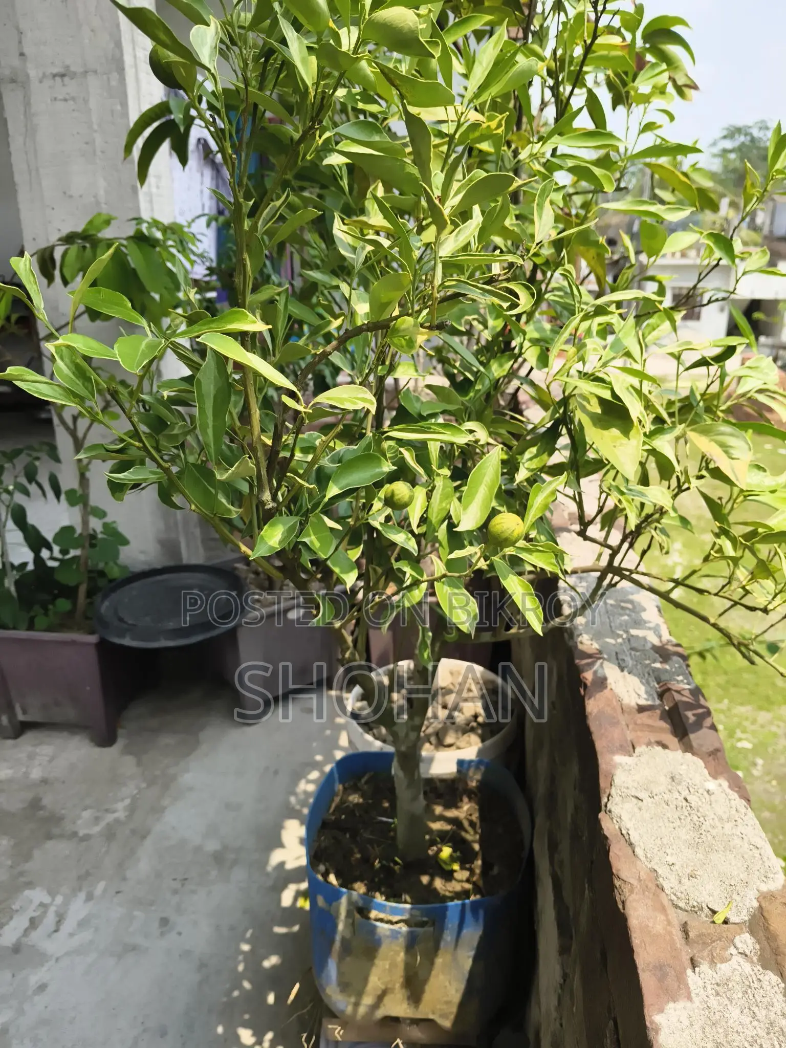 ফল ও টব সহ কাশ্মীরী মাল্টা চারা