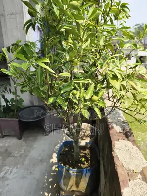 ফল ও টব সহ কাশ্মীরী মাল্টা চারা