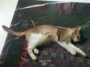 একটি মিক্স বিড়াল বিক্রি করা হবে