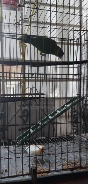 Bird for sale