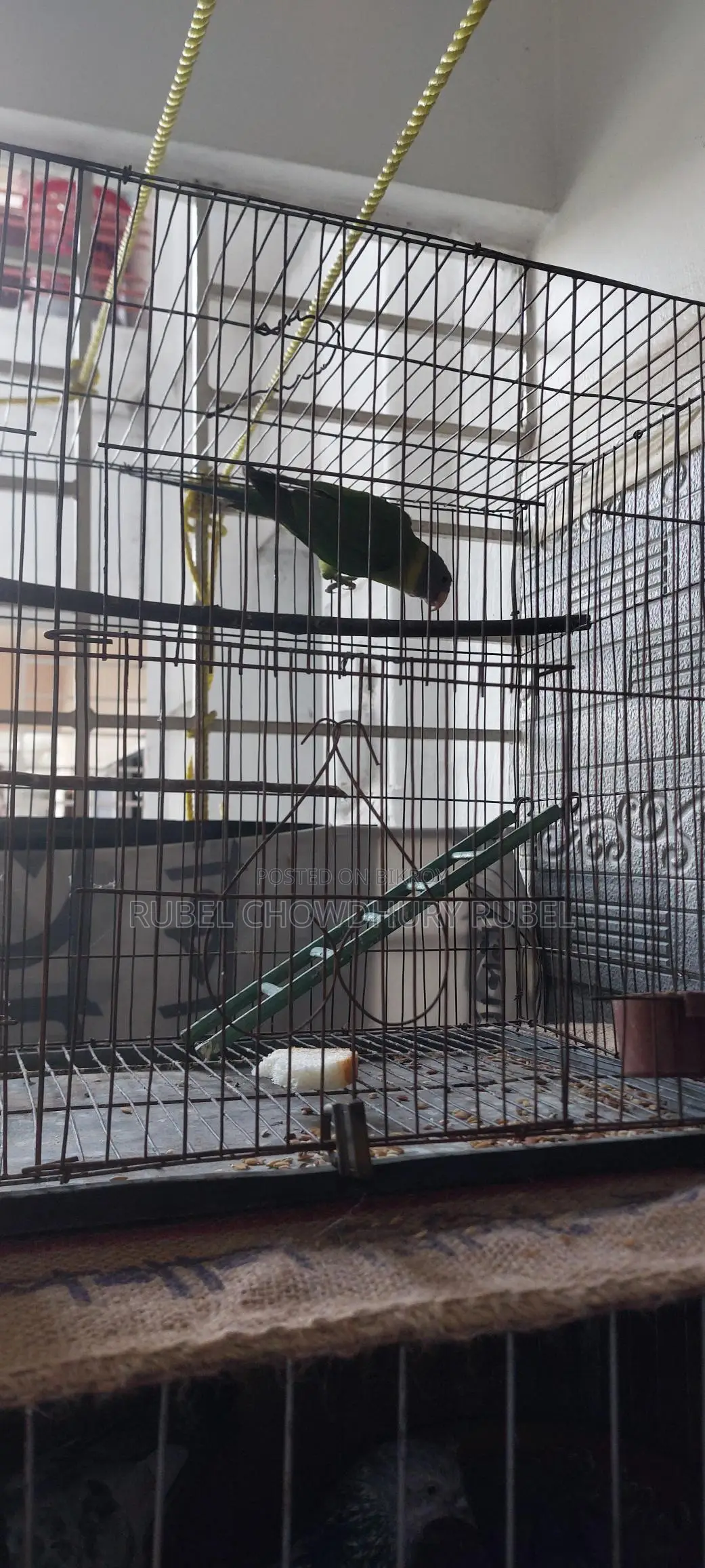 Bird for sale