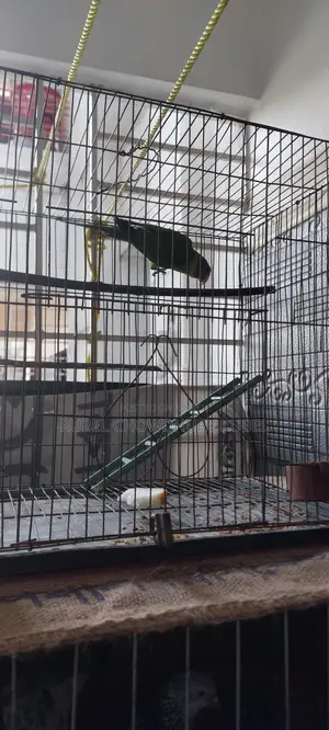 Bird for sale