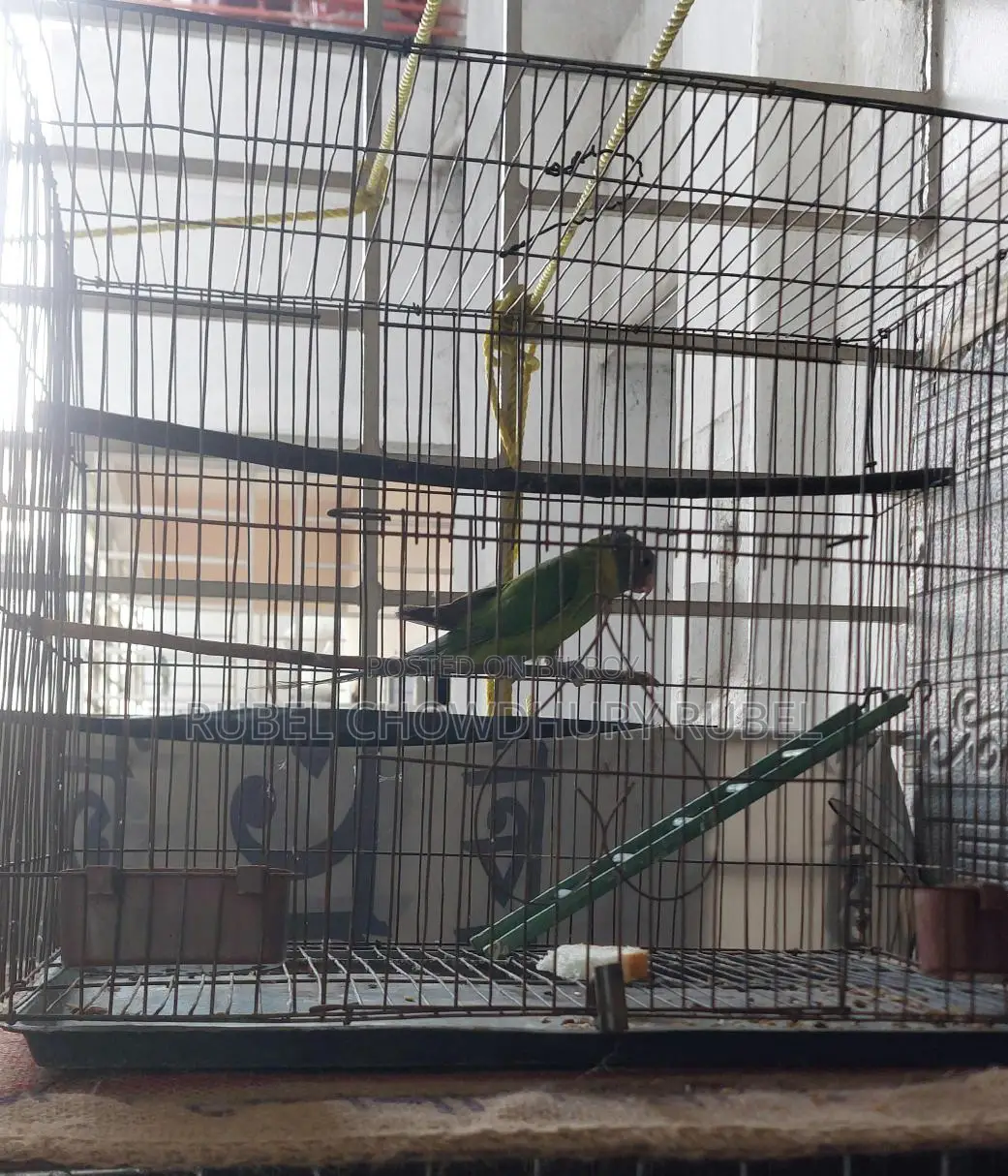 Bird for sale