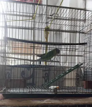 Bird for sale