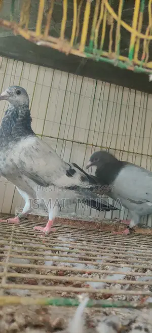 একজোড়া রেসার