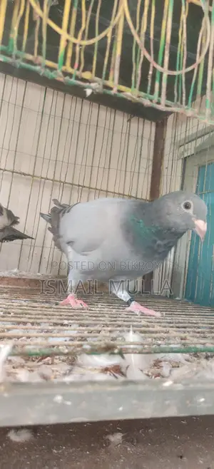 একজোড়া রেসার