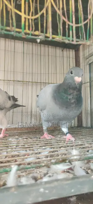 একজোড়া রেসার