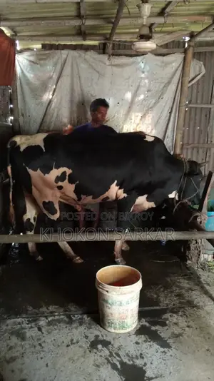 আমাদের কাছে এগুলো ন্যাচারাল এবং ফরমালিন মুক্ত
